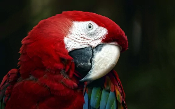 Animal scarlet macaw HD Desktop Wallpaper | Background Image