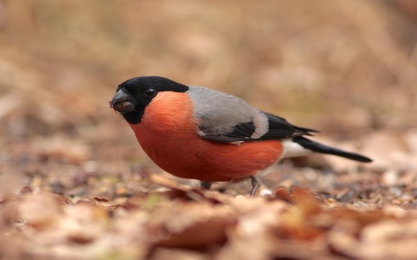 Animal Bird Birds HD Wallpaper | Background Image