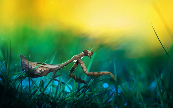 Animal Praying Mantis Insects Macro HD Wallpaper | Background Image