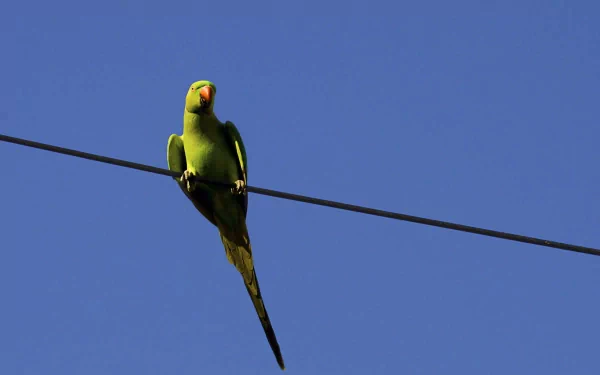 A vibrant rose-ringed parakeet perches on a wire against a clear blue sky, captured in high definition, showcasing the beauty of nature in this desktop wallpaper.