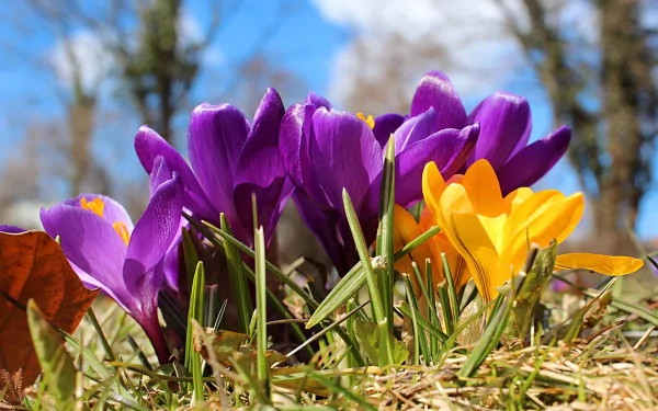 Vibrant purple and yellow crocus flowers blooming among grass under a clear sky, captured in high definition for a nature-themed PC desktop wallpaper.