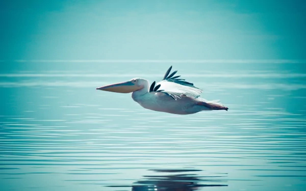 Pelican (animal) gliding low over calm teal water with a crisp mirror reflection — 2K Quad HD PC desktop wallpaper/background.