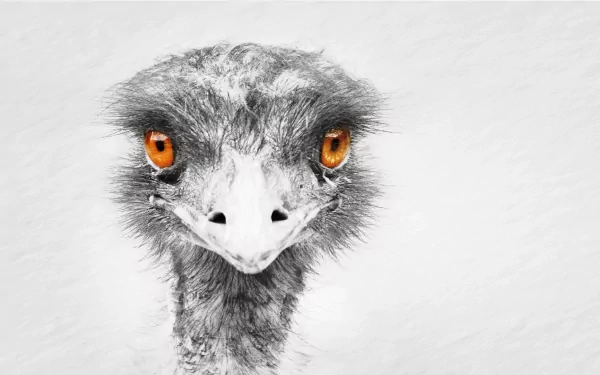 HD PC desktop wallpaper featuring a close-up of an emu with striking orange eyes against a soft, light background.