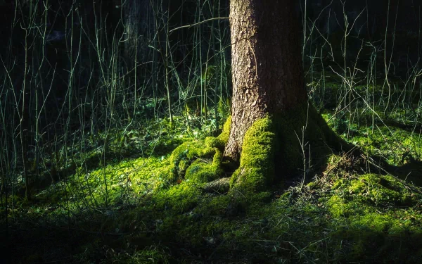 nature moss HD Desktop Wallpaper | Background Image