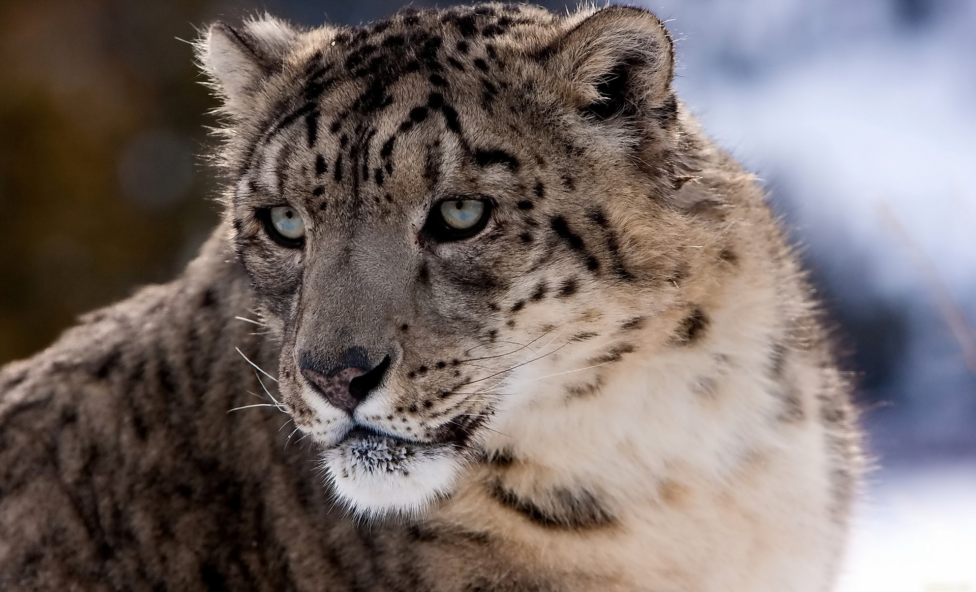 Download Animal Snow Leopard HD Wallpaper