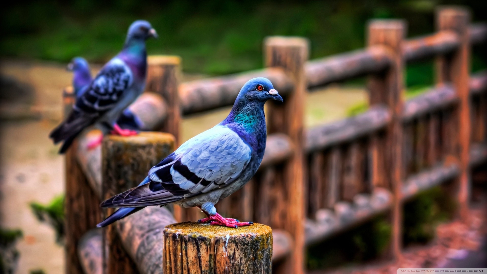 80+ Pigeon HD Wallpapers and Backgrounds