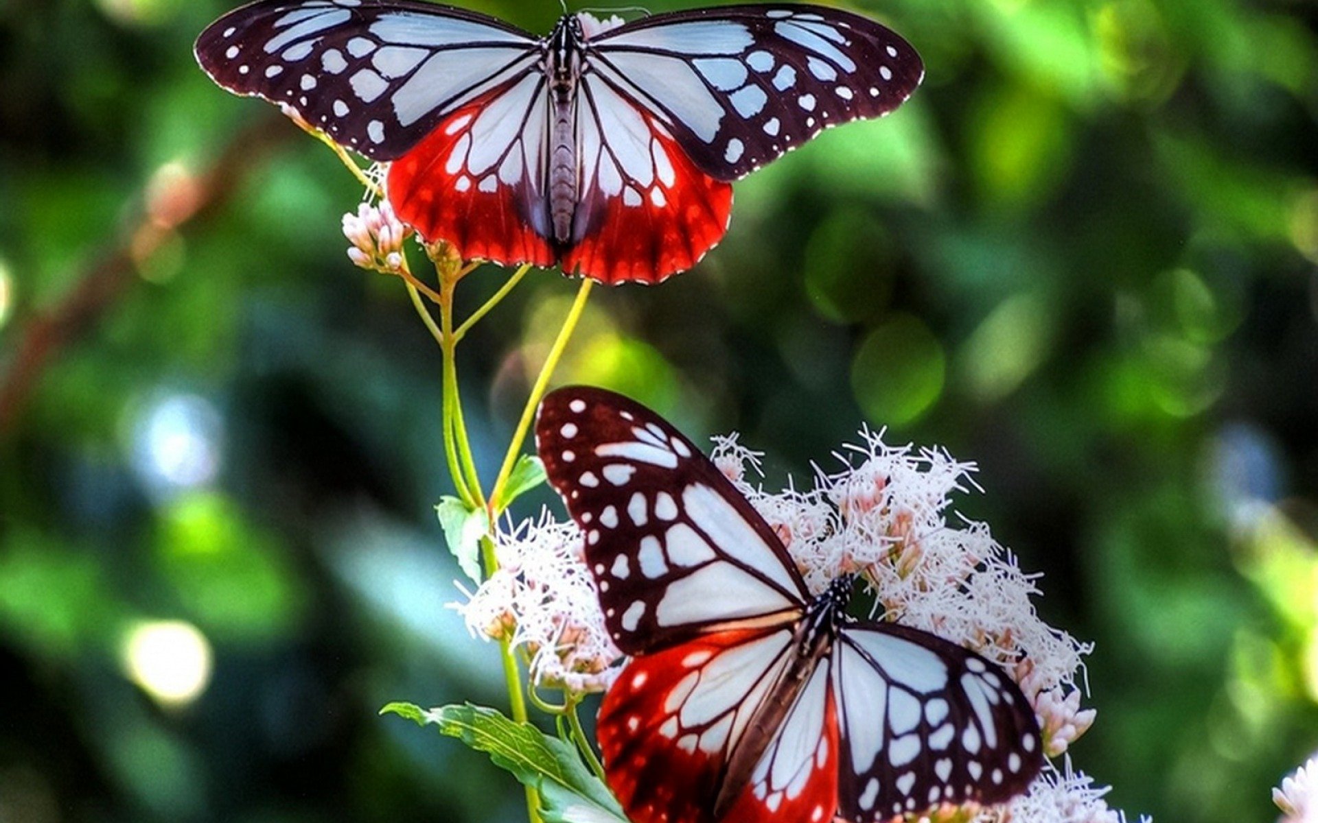 Pictures Of Butterflies In Nature At Joseph Mccauley Blog