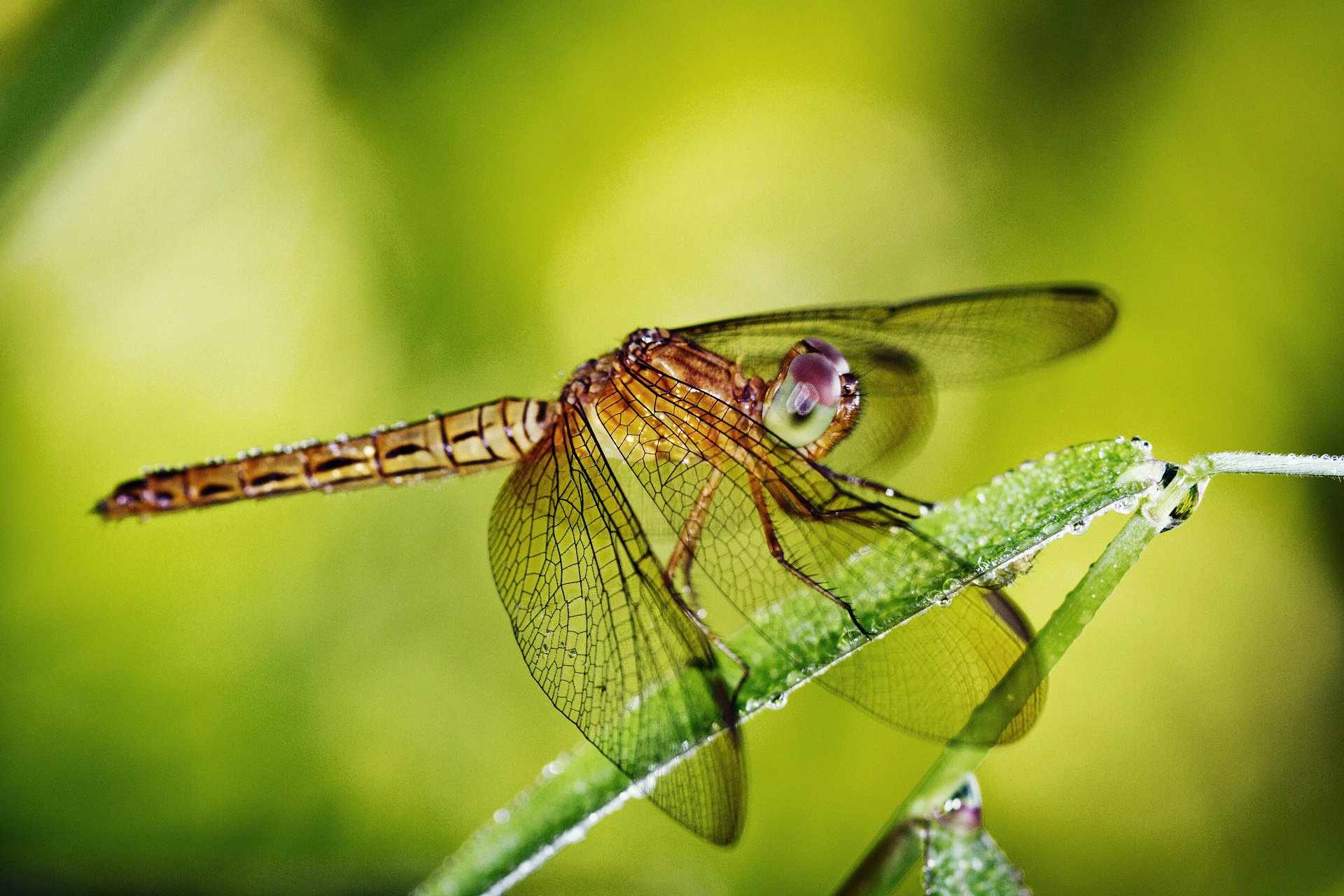 Dragonfly HD Wallpaper | Background Image | 1920x1280 | ID:398194