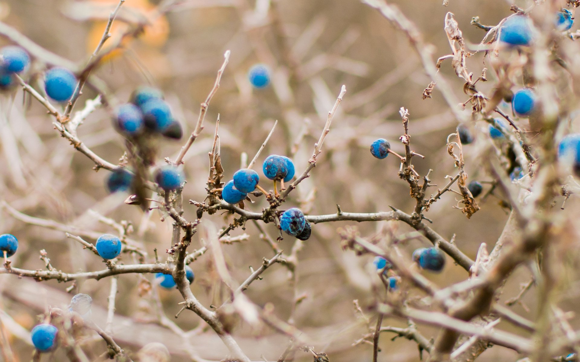 Close-up HD nature wallpaper featuring delicate branches with small blue berries against a blurred beige background, creating a serene and detailed natural scene.