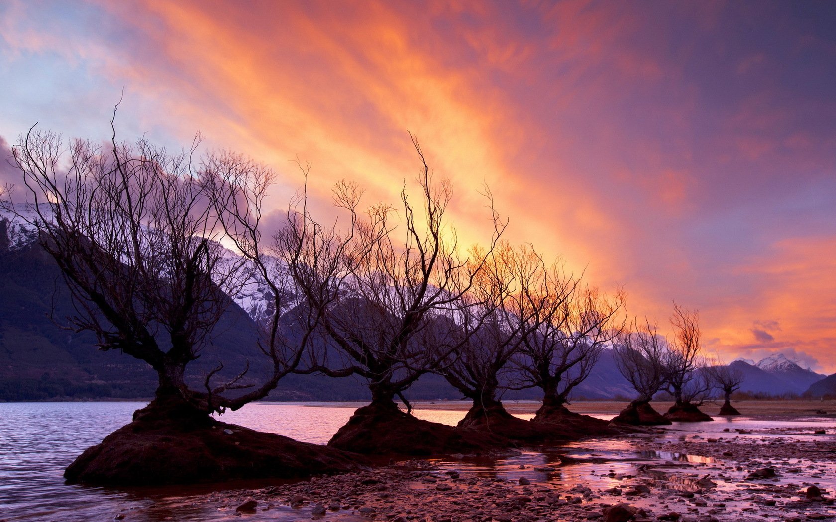 Download Nature Tree Wallpaper