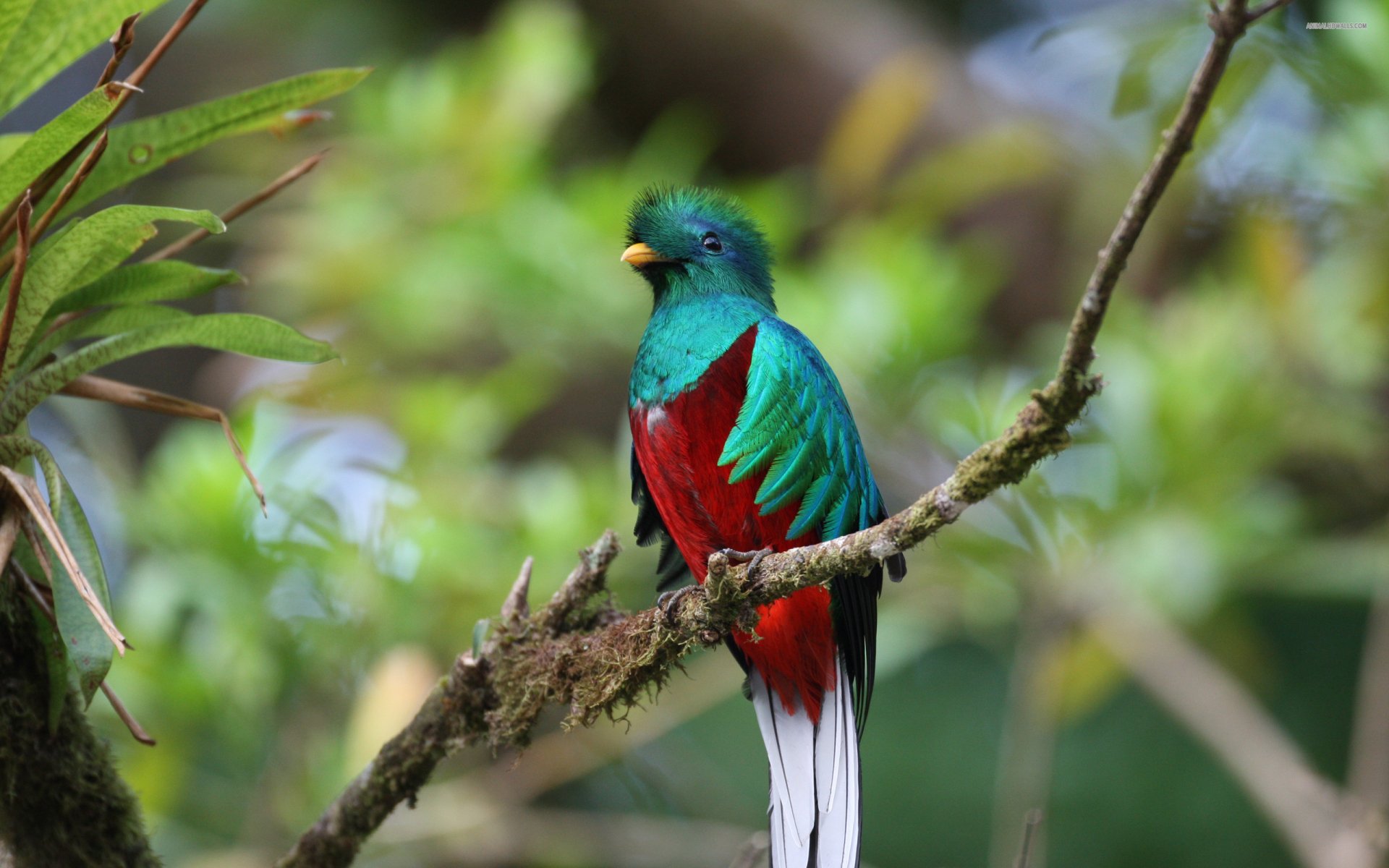 Quetzal Of Guatemala 高清壁纸 桌面背景