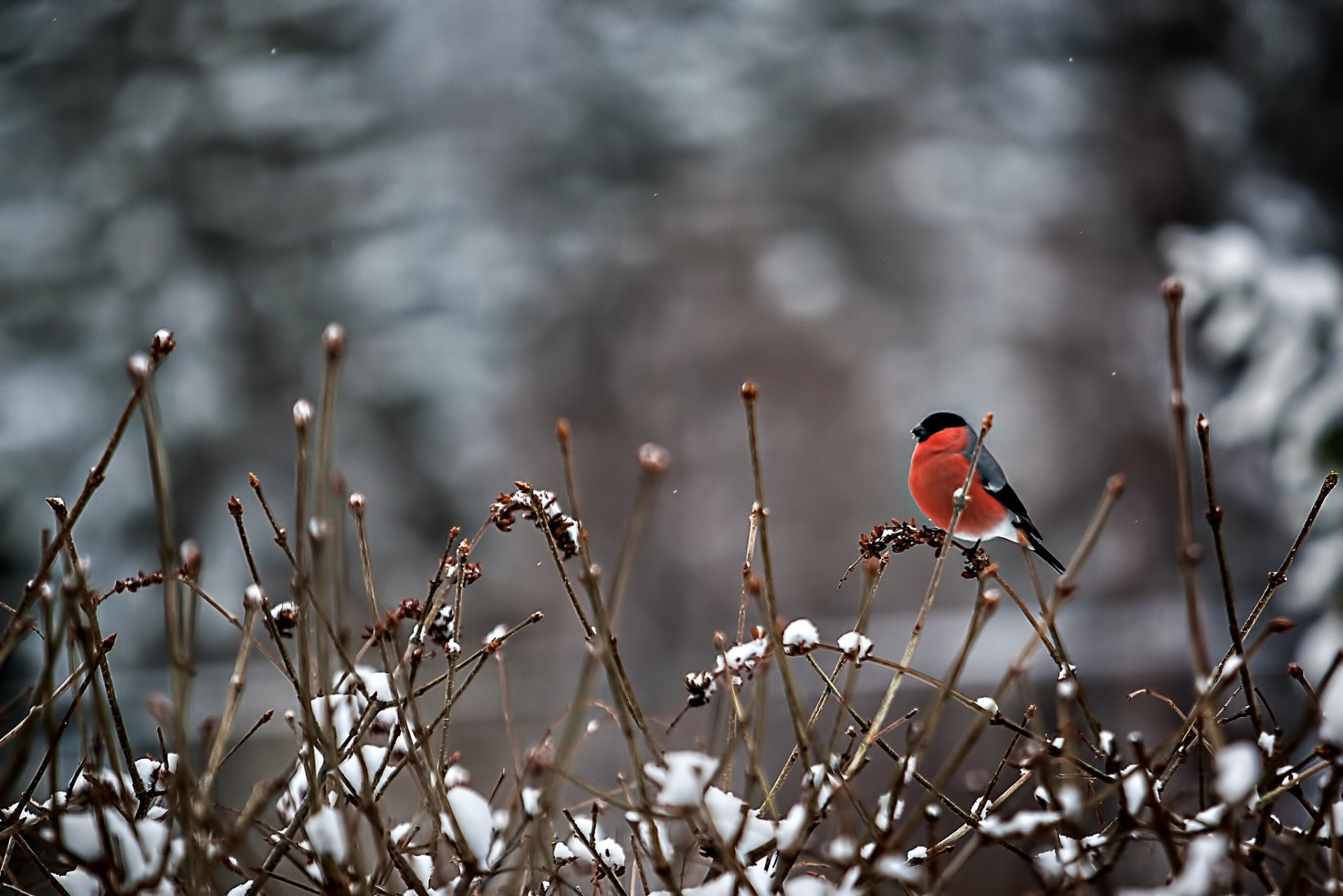 A bullfinch sits atop snow-dusted branches, surrounded by a serene winter landscape, making an enchanting HD desktop wallpaper and background.