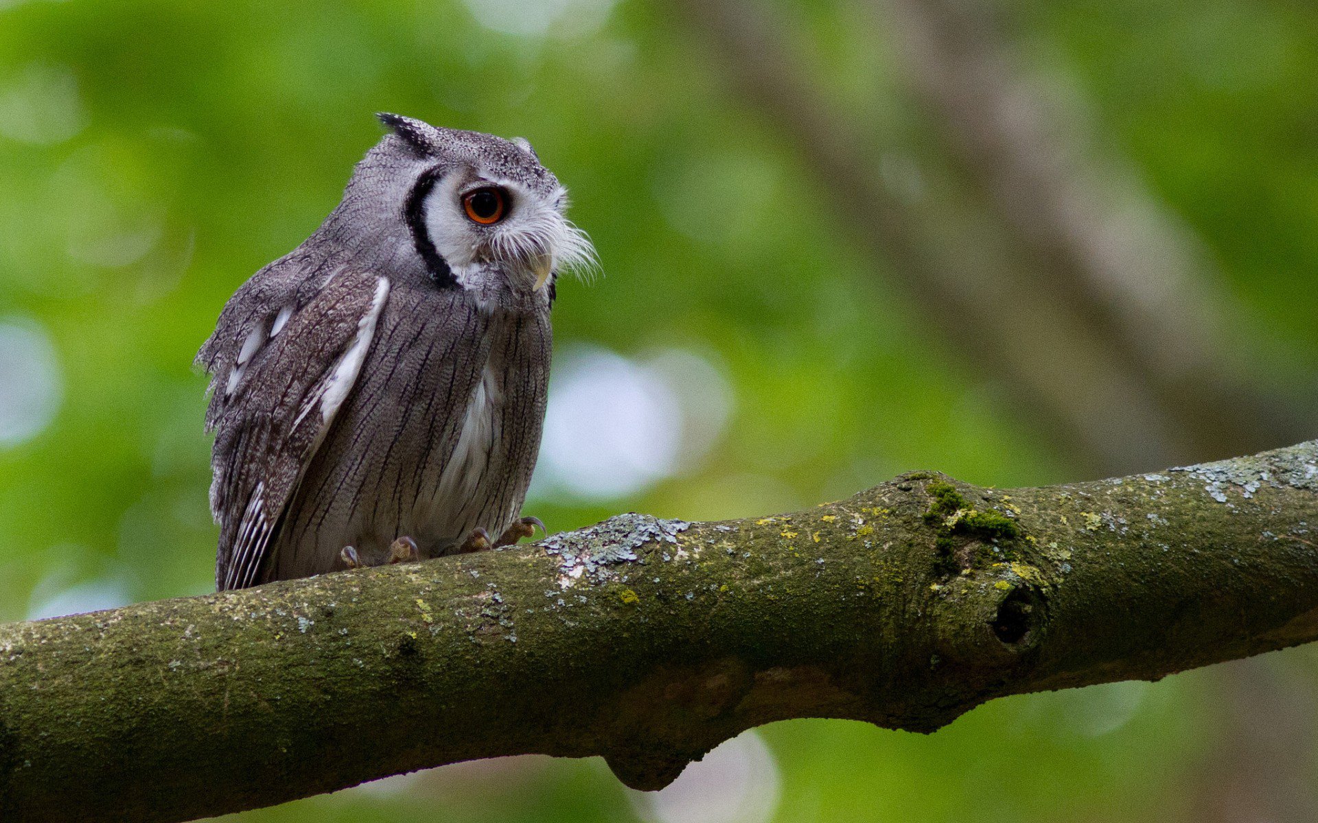 HD PC desktop wallpaper of an owl (animal) perched on a mossy branch against a soft-focus green forest background.