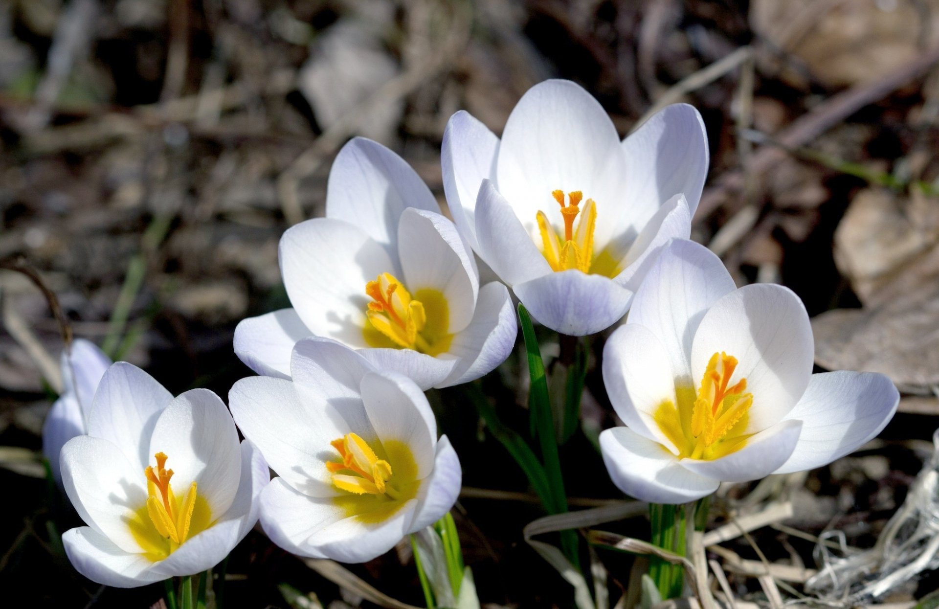 HD PC desktop wallpaper featuring a close-up of white crocus flowers blooming in natural outdoor surroundings.