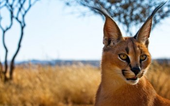 40 Caracal Hd Wallpapers Background Images