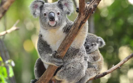 A close-up of two koalas, one climbing a branch while the other sits behind. This HD wallpaper captures the charm of these adorable animals in a natural setting.
