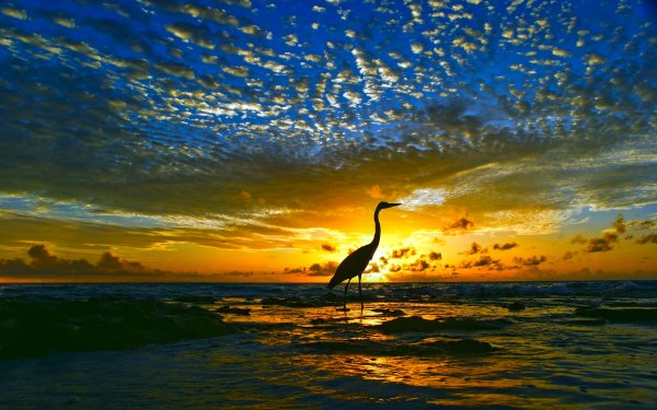 Animal Heron Birds Herons Bird Water Horizon Sunset Ocean HD Wallpaper | Background Image