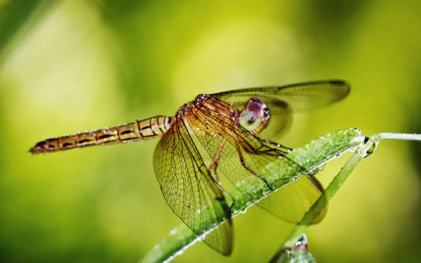 Close-up HD PC desktop wallpaper of a dragonfly perched on a green leaf with transparent wings against a blurred vibrant green background.