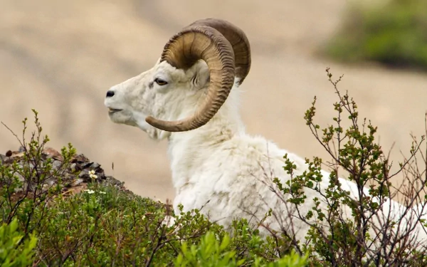 A majestic goat with impressive horns rests among green shrubs, captured in high-definition, making it an appealing desktop wallpaper and background.