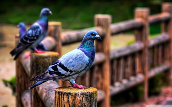 A close-up of a pigeon perched on a wooden post, with others in the background, set against a soft-focus natural landscape. This vibrant image serves as an HD desktop wallpaper.