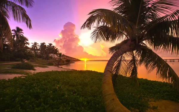 A vibrant sunset illuminates the sky, casting warm hues over a tranquil beach scene with palm trees. This HD wallpaper captures the serene beauty of nature.