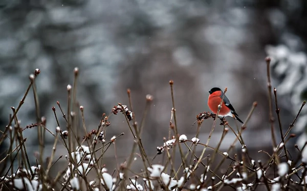 A bullfinch sits atop snow-dusted branches, surrounded by a serene winter landscape, making an enchanting HD desktop wallpaper and background.
