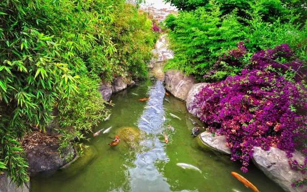 A serene garden scene featuring a winding pond filled with koi fish, surrounded by vibrant greenery and colorful flowers. This image serves as a stunning HD wallpaper for desktops.