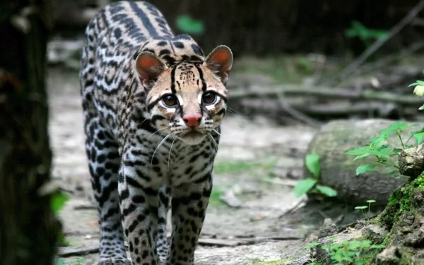  Ocelot Also Known As The Dwarf Leopard