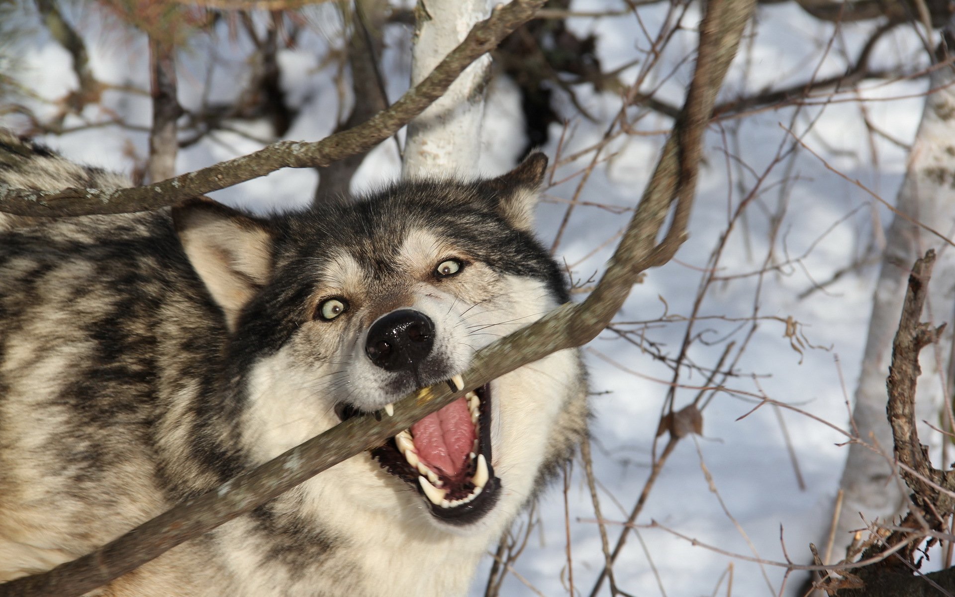 A close-up of a wolf playfully biting a branch, surrounded by snow and trees, captured in vibrant detail, making it a captivating HD desktop wallpaper and background.