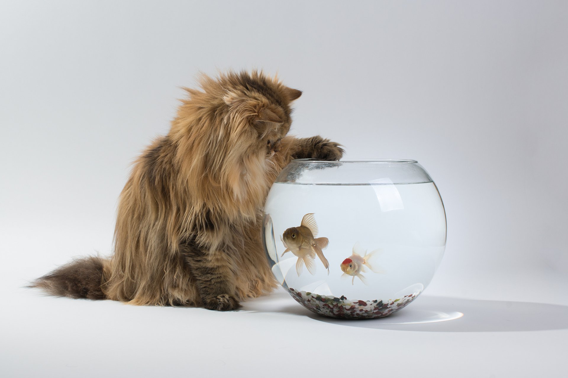 HD PC desktop wallpaper showing a fluffy cat curiously pawing at a round fishbowl with two goldfish inside, set against a plain white background.