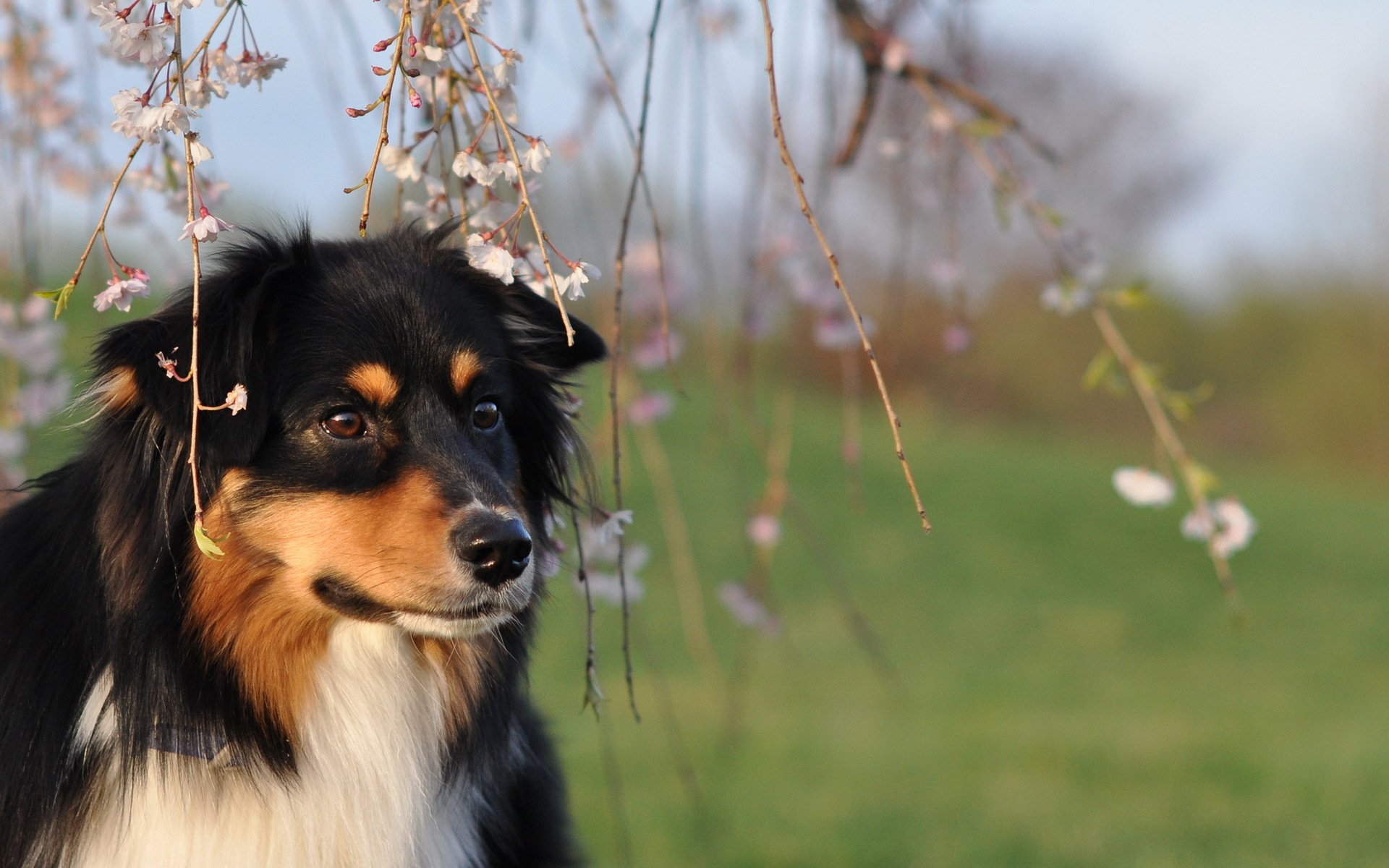 A rough collie gazes thoughtfully under blooming branches, surrounded by a lush green background, creating a serene and beautiful scene for a desktop wallpaper.