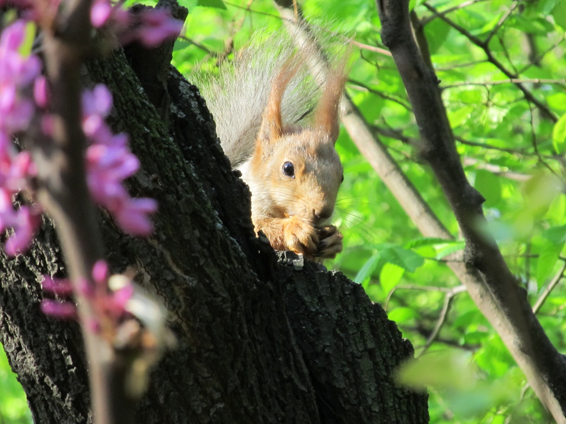 A close-up of a squirrel perched on a tree trunk, surrounded by green leaves and pink blossoms, captured in vibrant 4K Ultra HD quality for PC desktop wallpaper.