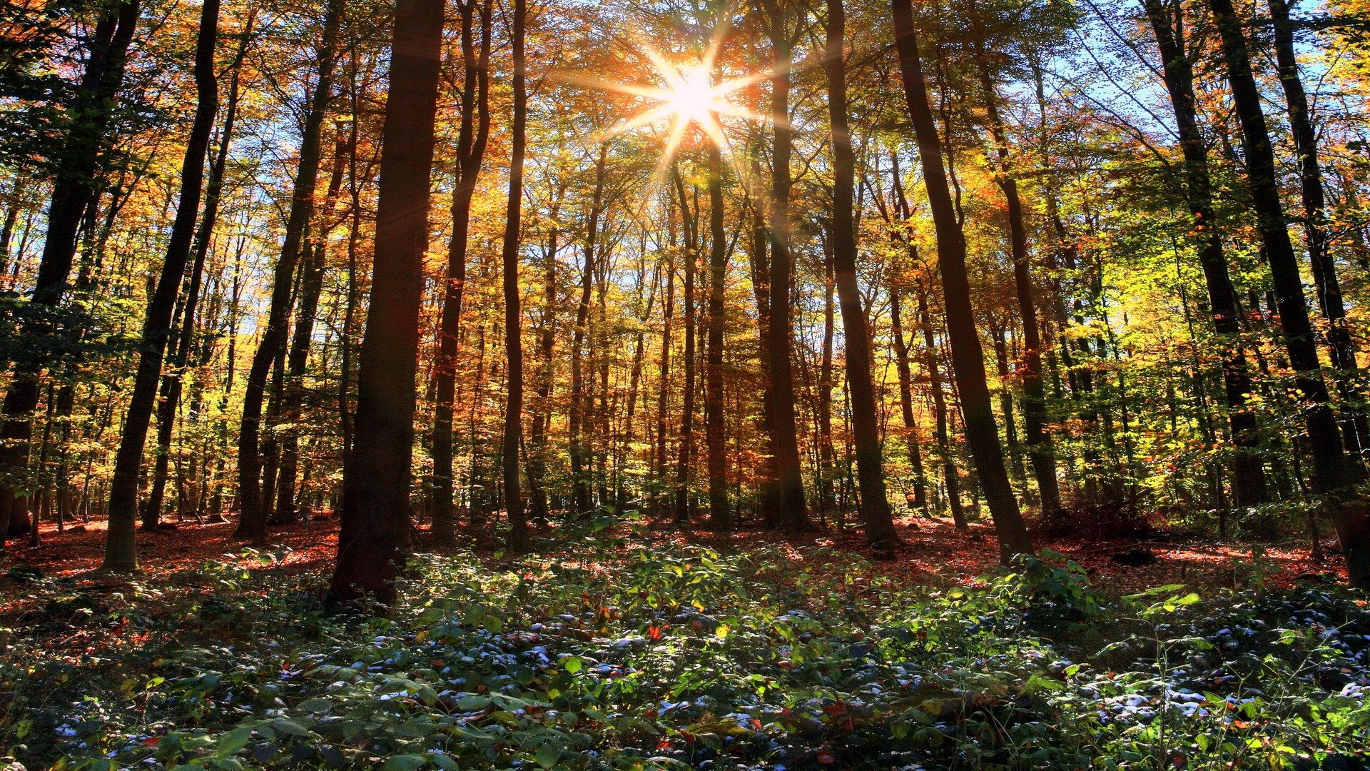 Download Nature Forest HD Wallpaper | 1920x1080 | Wallpaper Abyss