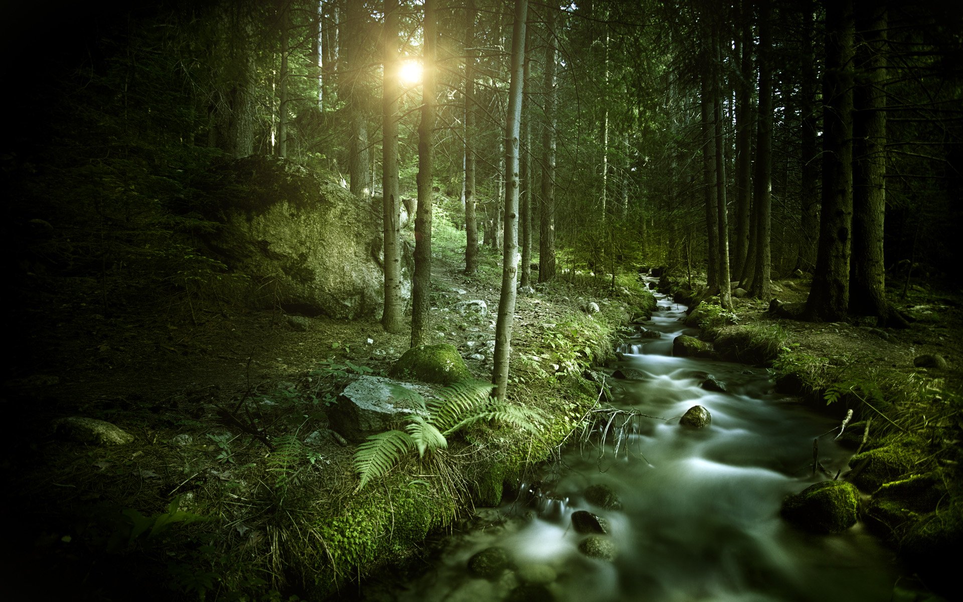 HD PC desktop wallpaper/background of a serene forest nature scene: sunlit trees, mossy rocks and a gently flowing creek winding through ferns.