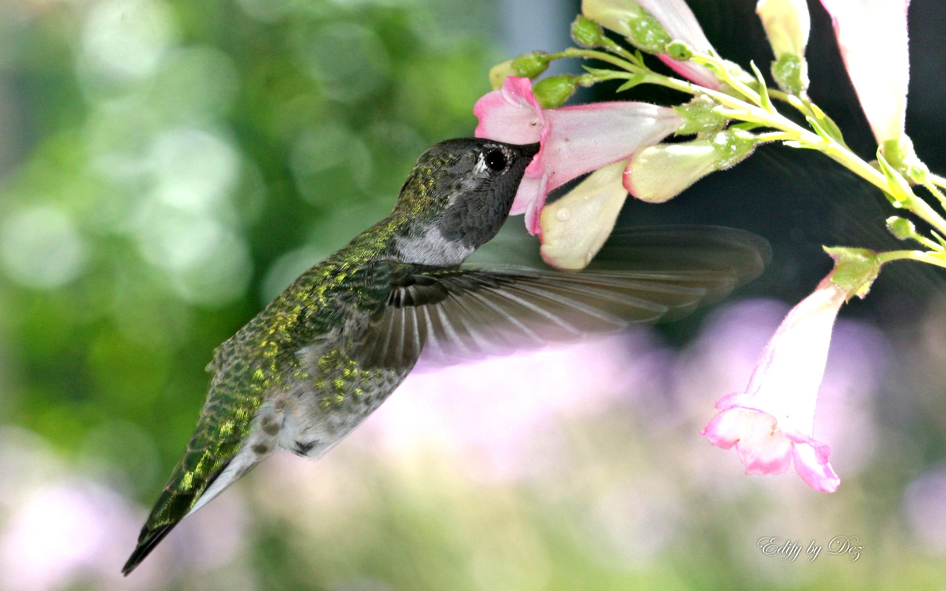 Emerald Hummingbird HD Wallpaper | 1920x1200 | Wallpaper Abyss