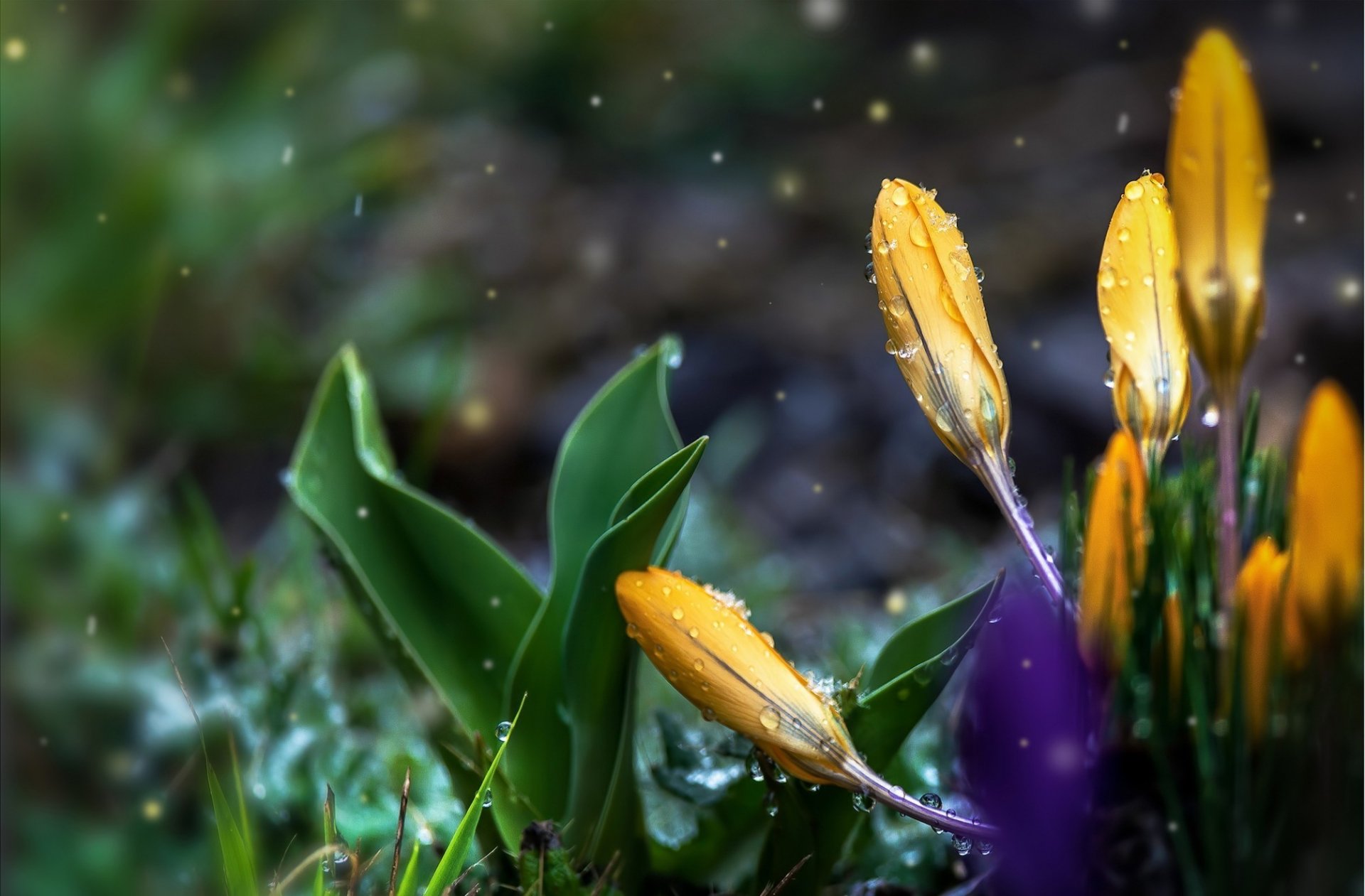 HD PC desktop wallpaper featuring vibrant yellow crocus flowers in nature with dewdrops glistening on petals and leaves against a soft, blurred background.