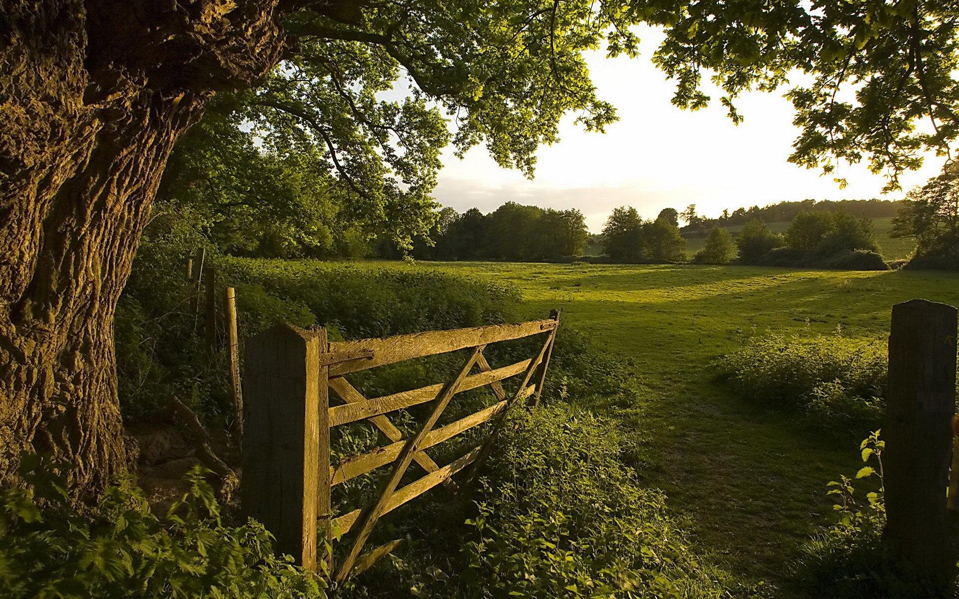 HD PC desktop wallpaper showcasing a serene landscape with a wooden gate, lush greenery, and sunlight filtering through dense tree foliage in a peaceful natural setting.