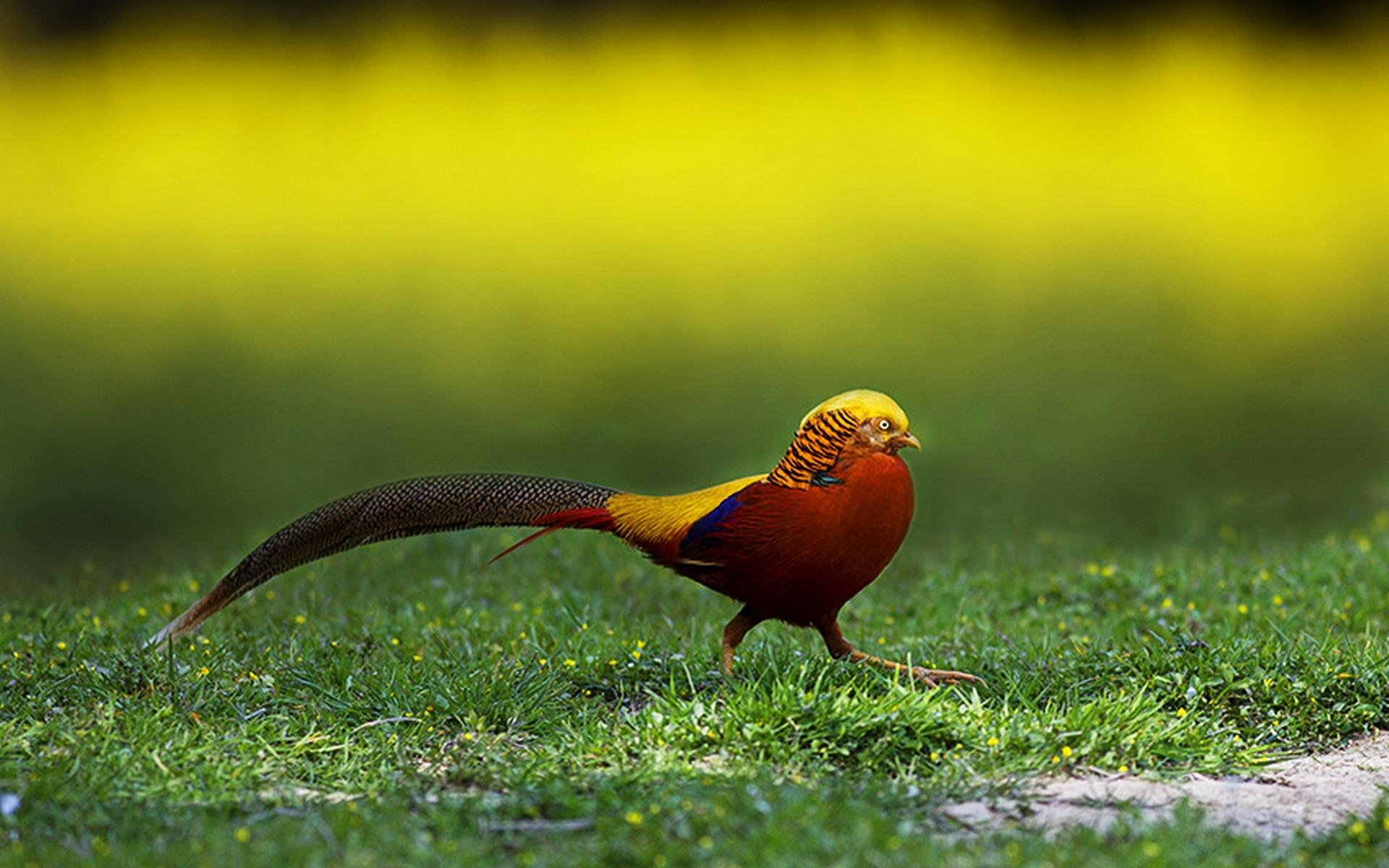 Download Animal Golden Pheasant HD Wallpaper