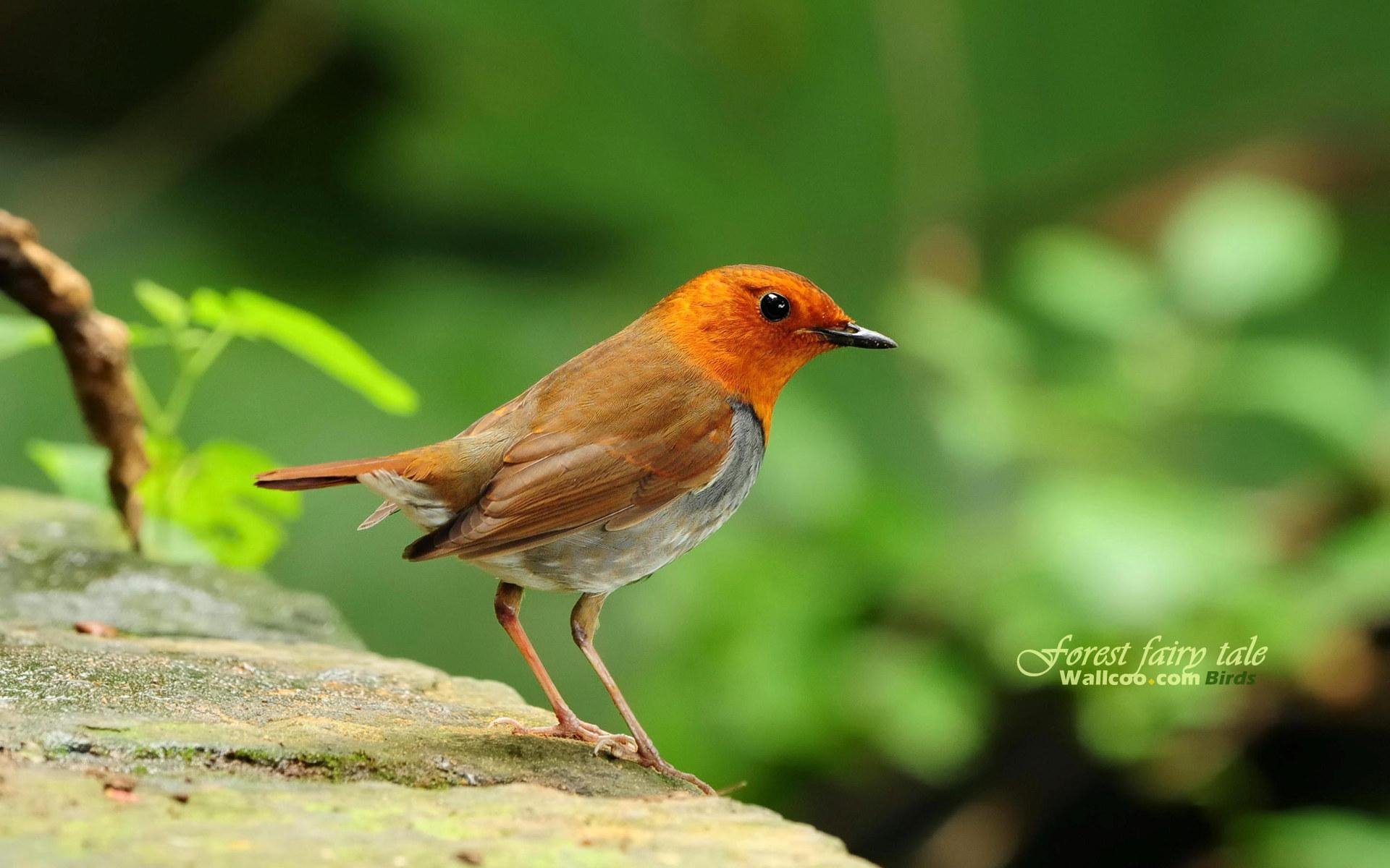 Download Animal Robin HD Wallpaper
