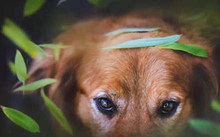 Close-up of a dog's eyes peeking through green leaves, captured in a vivid HD image for a PC desktop wallpaper background.