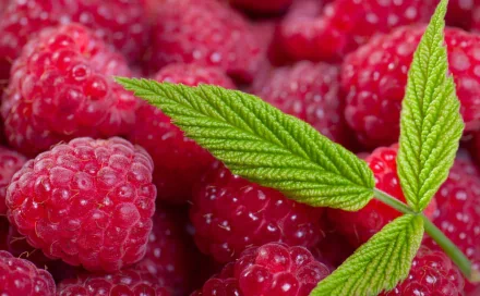 A vibrant close-up of fresh raspberries with a green leaf, capturing the rich red hues and textures, showcased as a 4K Ultra HD PC desktop wallpaper and background.