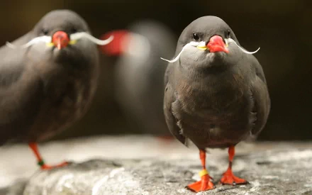 Animal inca tern HD Desktop Wallpaper | Background Image