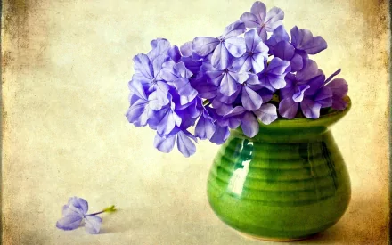 phlox purple flower vase man made flower HD Desktop Wallpaper | Background Image