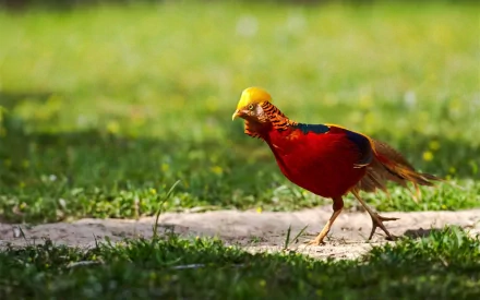 Animal golden pheasant HD Desktop Wallpaper | Background Image