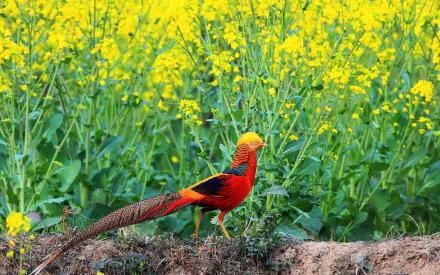 Animal golden pheasant HD Desktop Wallpaper | Background Image