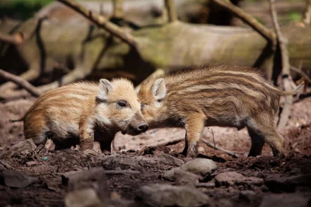 HD PC desktop wallpaper featuring two young boars nuzzling in a natural outdoor setting, showcasing detailed animal textures and earthy tones.