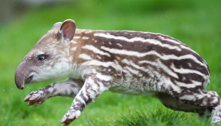 HD desktop wallpaper of a cute baby tapir with distinctive striped and spotted fur, captured in a natural green outdoor setting.