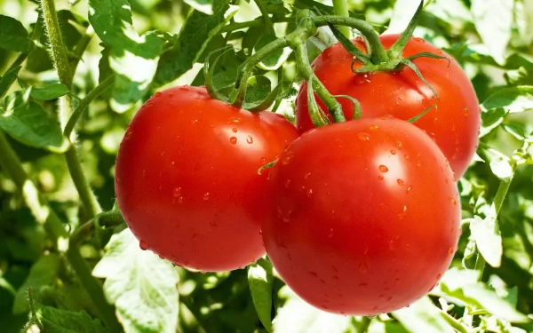 HD desktop wallpaper featuring vibrant red tomatoes with water droplets hanging on green leafy branches in natural light.