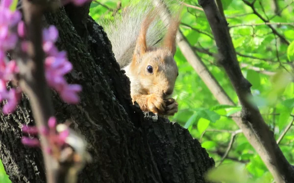 A close-up of a squirrel perched on a tree trunk, surrounded by green leaves and pink blossoms, captured in vibrant 4K Ultra HD quality for PC desktop wallpaper.