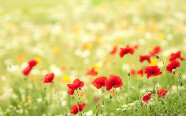 HD desktop wallpaper showing vibrant red poppies blooming in a softly blurred, sunlit natural meadow background.